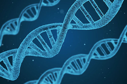 DNA-Strang: Die Ursache der Mukoviszidose ist ein Fehler im Erbgut