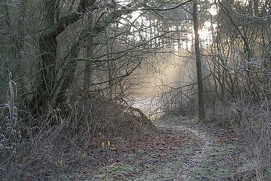 Waldweg im Winter