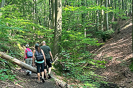 Eine Gruppe wandert im Wald. Bei MUKOmiteinander bieten wir auch eine Wanderung an. 