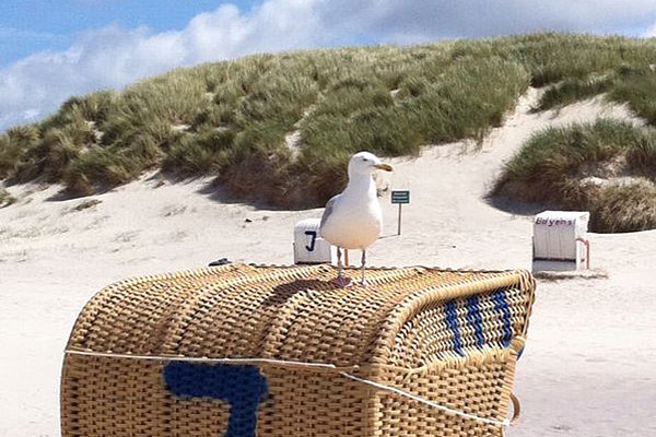 Strand von Amrum: Möwe sitzt auf einem Strandkorb. Der Mukoviszidose e.V. finanziert Menschen mit Mukoviszidose Aufenthalte auf Amrum.