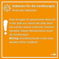 2. Folie: Vektoren für die Gentherapie mit der Info, dass krankmachende Gene entfernt werden, bevor Viren für die Gentherapie eingesetzt werden. 