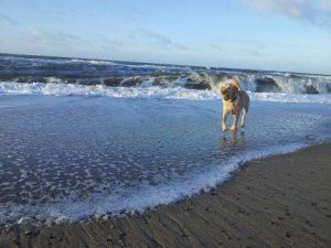 Labrador Ole ist Carolin Raabs treuer Begleiter.