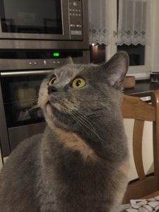 Katze Luna lebt von klein auf bei Sascha.
