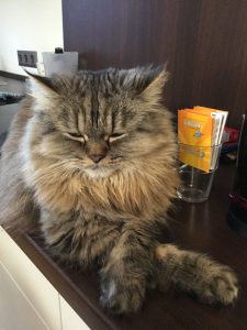 Merlin ist sieben Jahre alt. Wegen seiner Mukoviszidose achtet Sascha beim Umgang mit den Tieren auf die Hygiene.