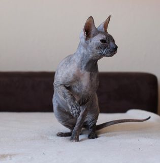 Nacktkatze der Rasse Don Sphynx