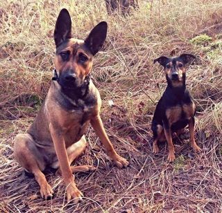 Die Hunde Pauli und Emma gehörten lange zu Sandras Familie.