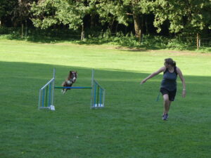Hund springt über Hindernis. Zum Agility gehört ein Hindernis-Parcours.
