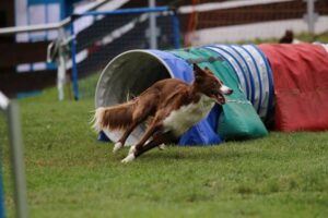 Auch ein Tunnel gehört zum Agility-Parcours.