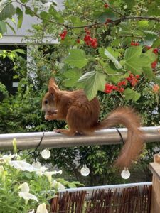 Eichhörnchen Tilda auf Monas Balkon