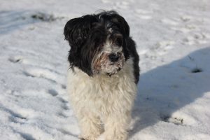 Vanessa findet ihren Hund Gizzmo verrückt, aber einzigartig.