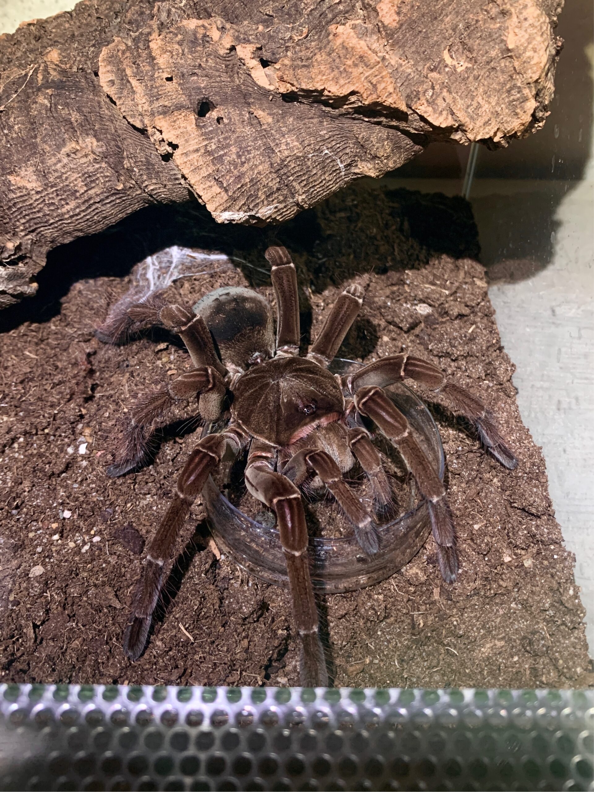 Eine Vogelspinne