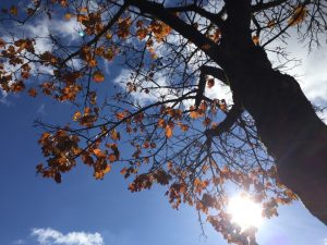 Zu Beginn des Herbstes wollte unsere Gastautorin diesen Beitrag schreiben - aber Infekte aus der Kita kamen dazwischen. 