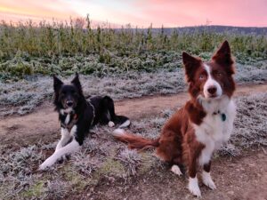 Julias Border Collies