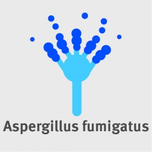 Der Pilz Aspergillus fumigatus kommt bei ca. 25% der CF-Betroffenen vor.