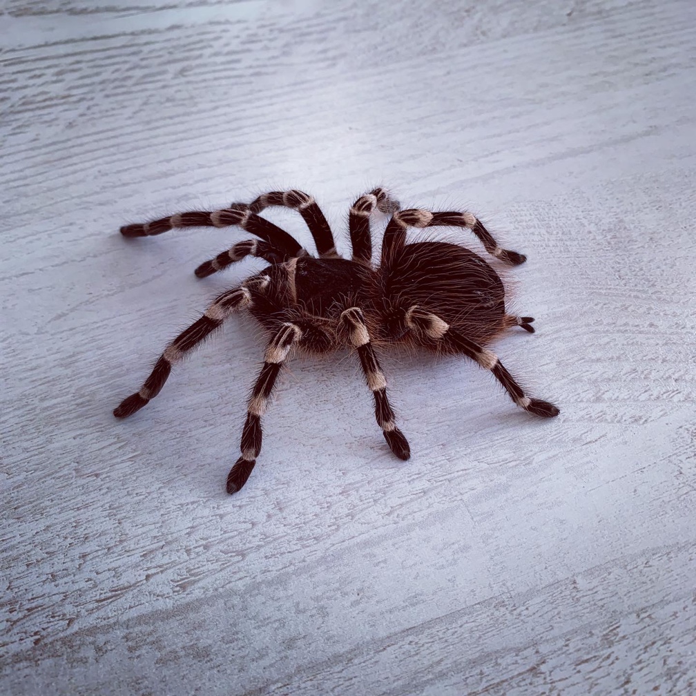 Eine Vogelspinne.