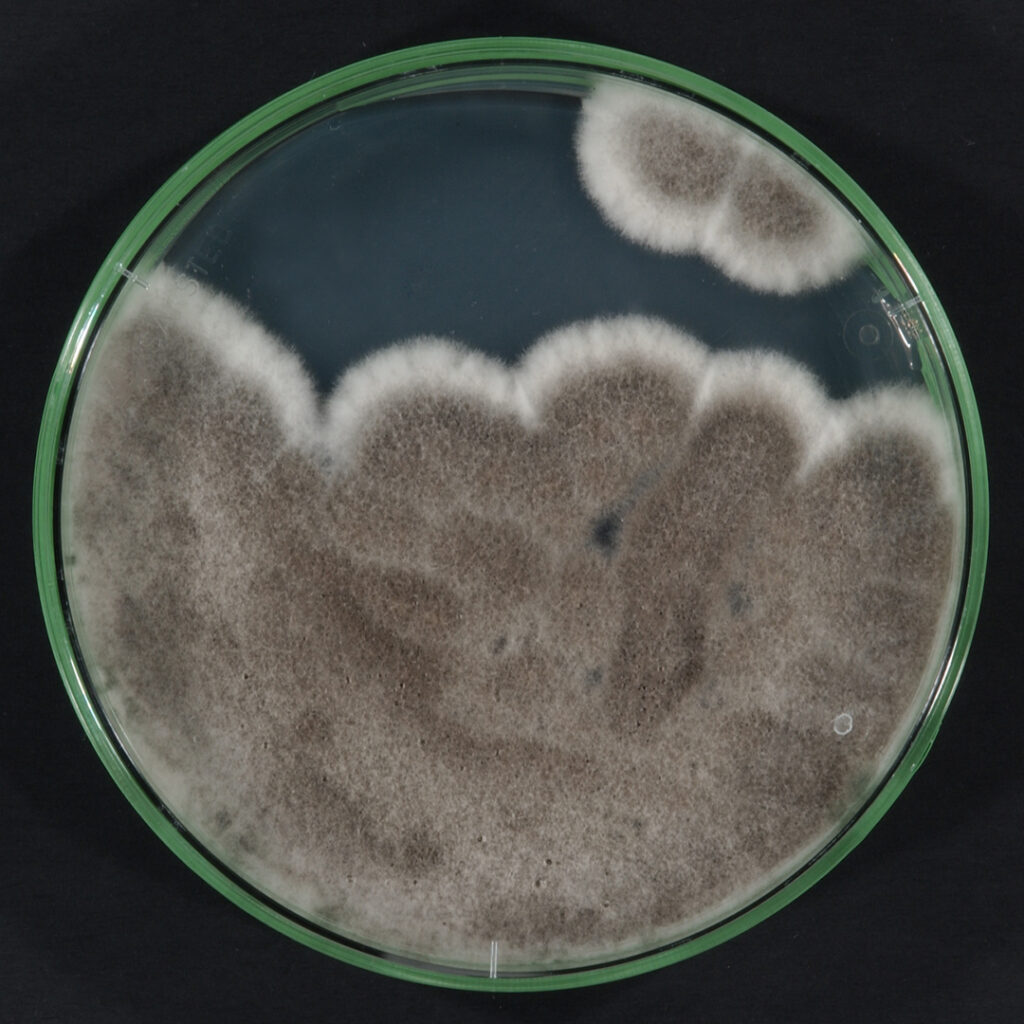 Scedosporium apiospermum - hier angezüchtet in einer Kultur - ist der zweithäufigste Fadenpilz in der Lung von CF-Betroffenen. Foto: Mukoviszidose e.V. 