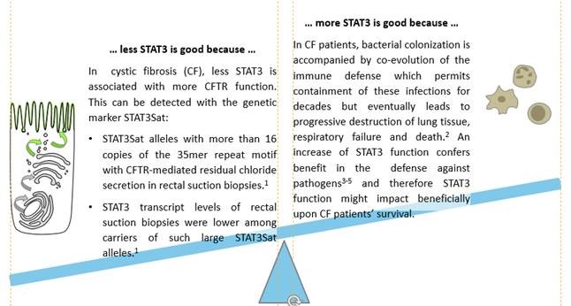 Die Rolle von STAT3 in der Atemwegsoberflächenzelle ist wichtig für die Menge an CFTR-Protein, dort gilt: weniger STAT3 ist gut für mehr CFTR-Protein. Aber in anderen Zellen des Körpers – z.B. in immunologisch relevanten Zellen – ist weniger STAT3 nicht unbedingt hilfreich, da weniger STAT3 die Immunantwort vielleicht schwächen und Infektionen möglicherweise erleichtern kann. Abb. Stanke