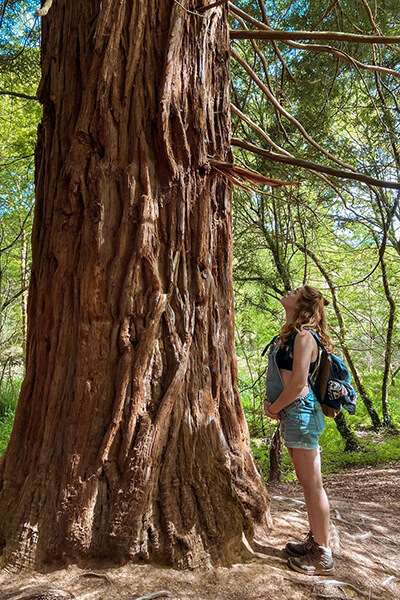 Denise mit Babybauch vor einem hohen Baum. Denise mit Babybauch vor einem hohen Baum. Sie schaut nach oben und hat ihren Bauch umfasst.