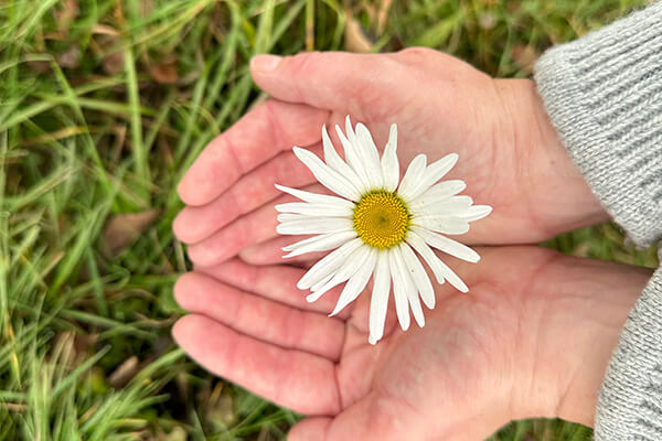 Hände halten eine Blume Zwei Hände halten zusammen eine Margerite, im Hintergrund sieht man eine Wiese.