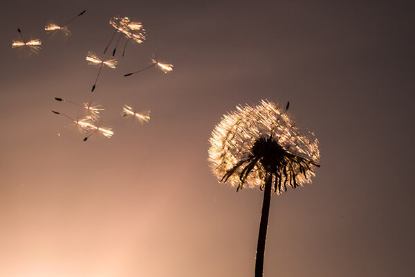 Pusteblume vor Sonnenuntergang. Bild von PTNorbert auf Pixabay Pusteblume vor Sonnenuntergang. Bild von PTNorbert auf Pixabay